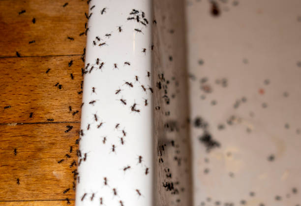 Pest Prevention Services in Lake Isabella, MI